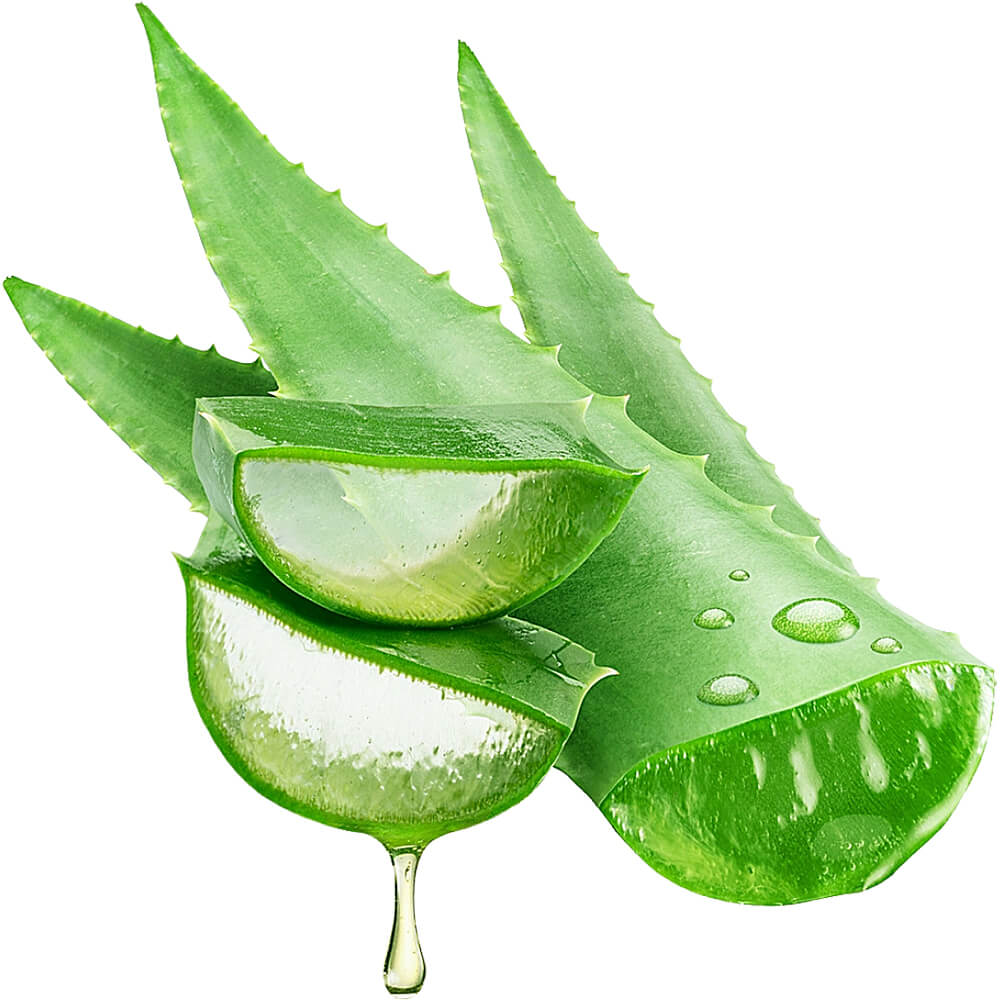 Aloe-Vera-img-2