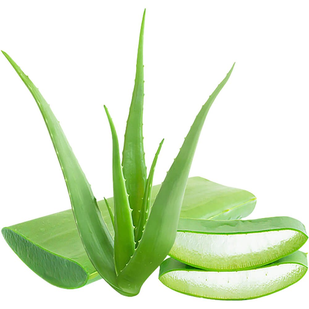 Aloe-Vera-img-3