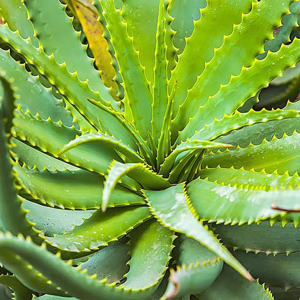 Aloe-Vera-img-4