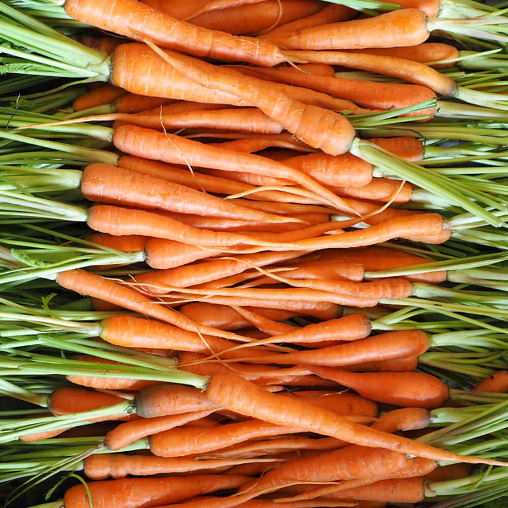 Baby-Carrot-with-Leaf-img-4
