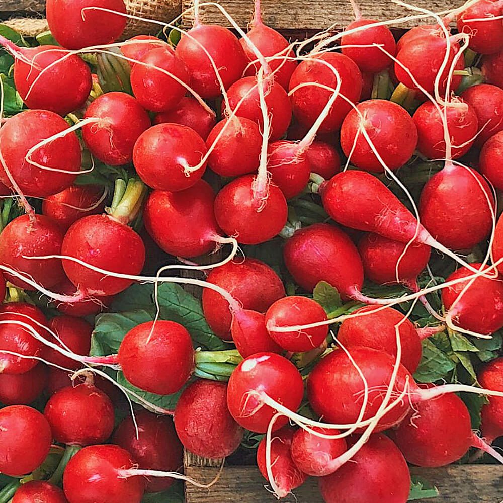 Baby-Radish-Red-img-3