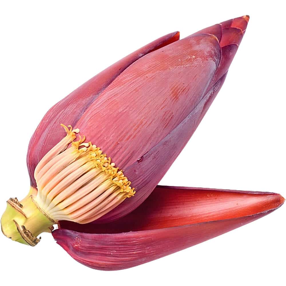 Banana-Blossom-Flower-img-3