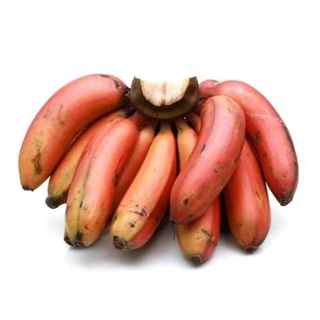 Banana Red Poovan