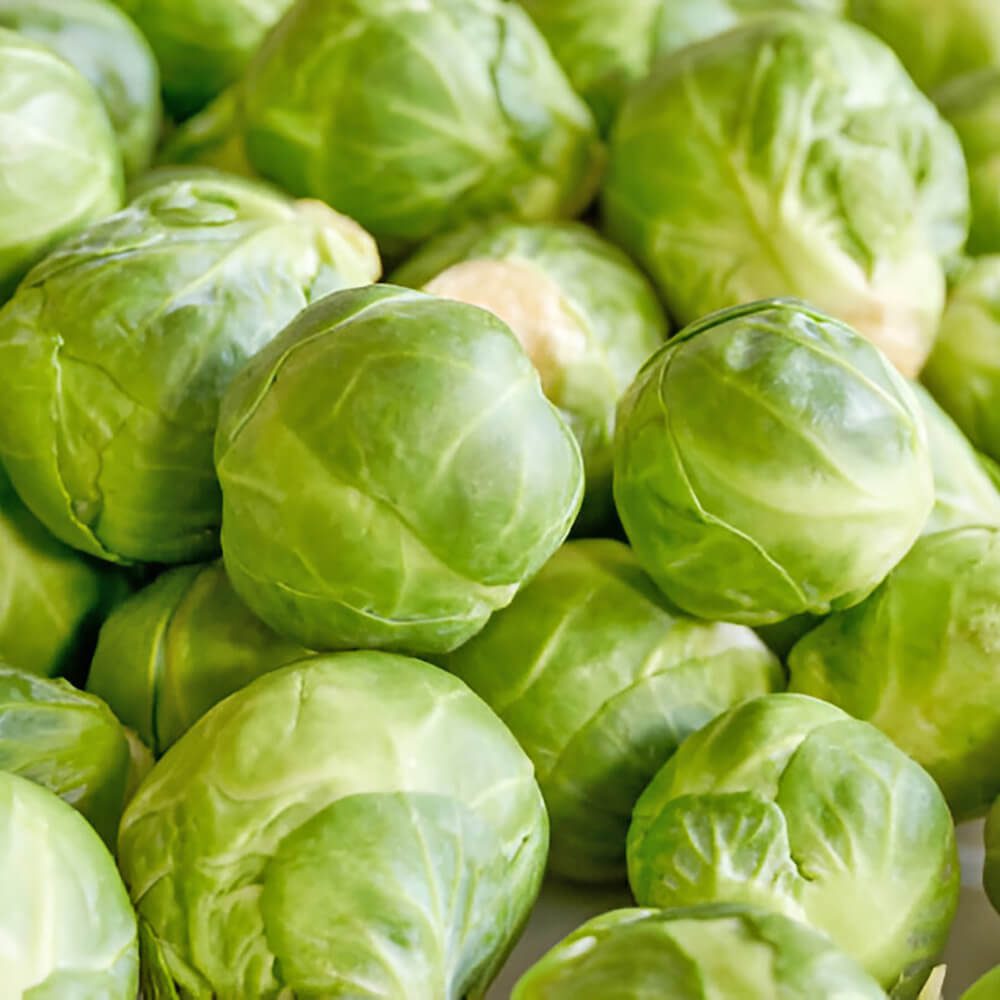 Brussels-Sprout-Holland-img-3