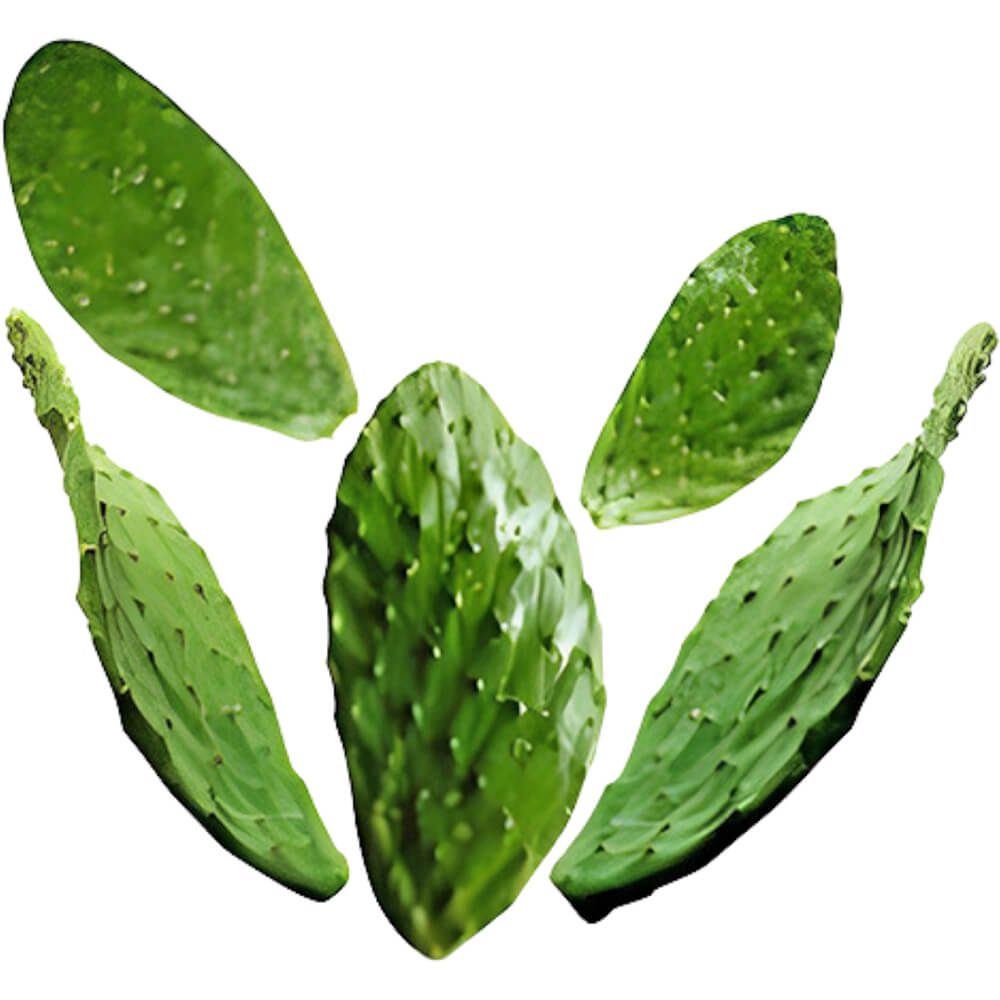 Cactus-Prickly-Nopal-img-2