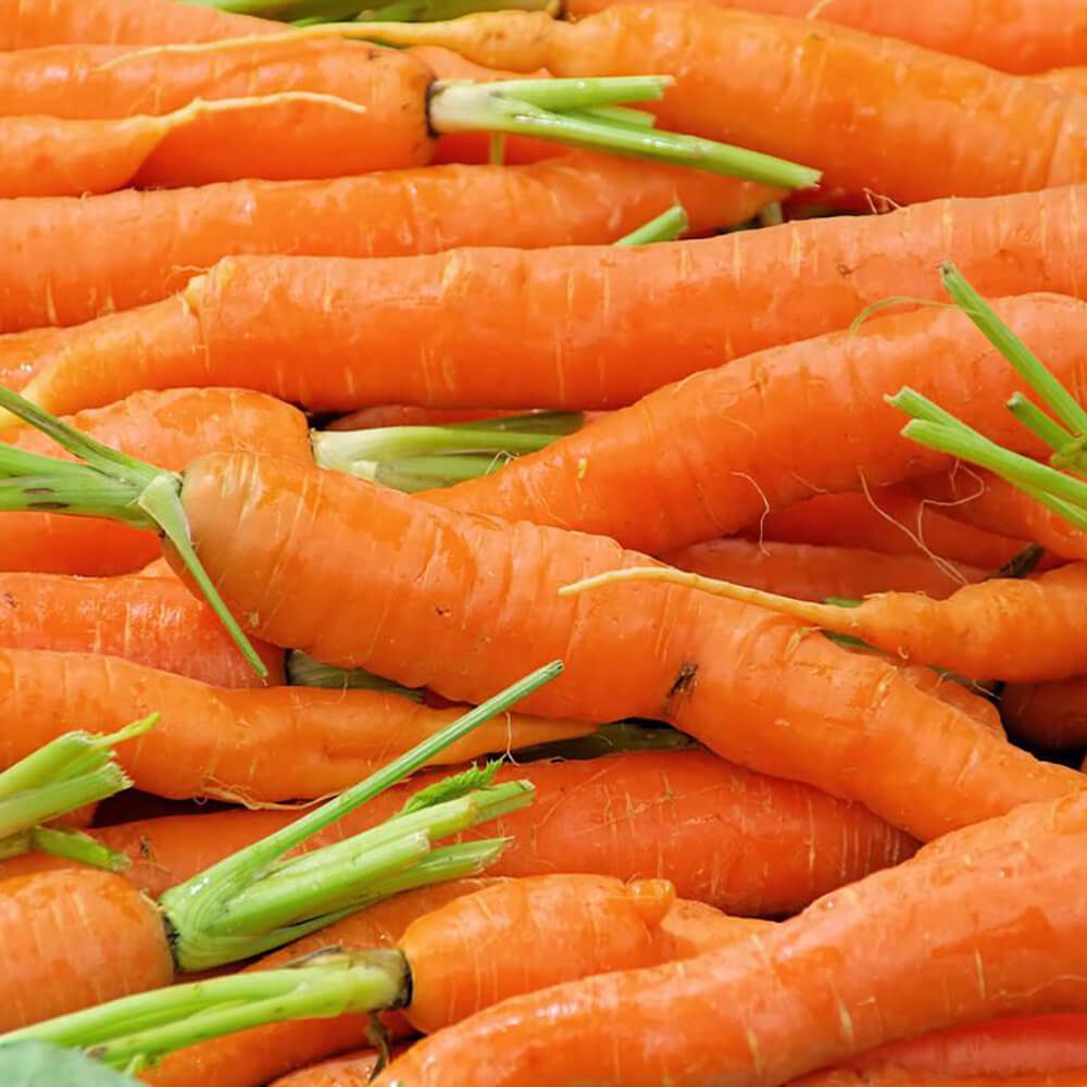 Carrot-img-4