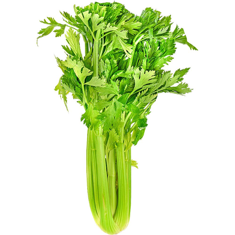 Celery-China-img-2