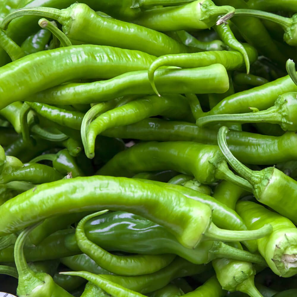 Chili-Green-Long-img-4