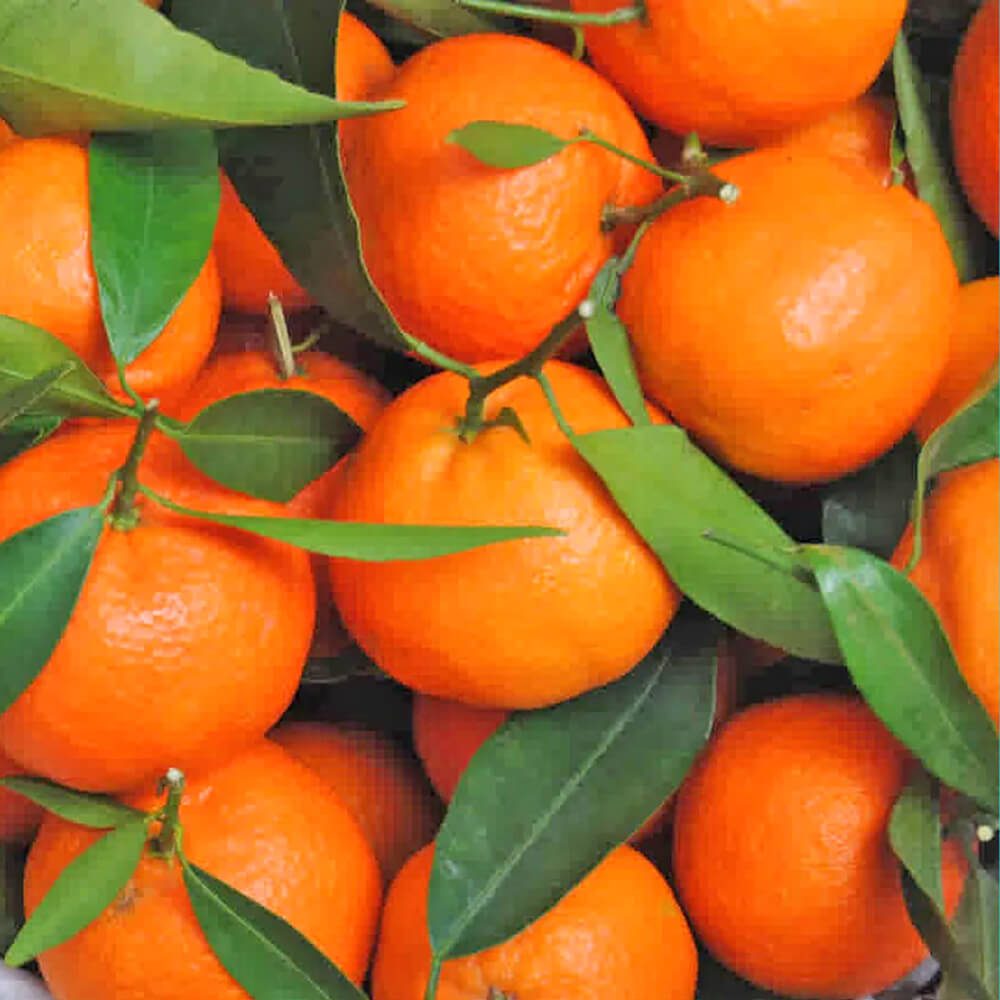 Clementine-img-3
