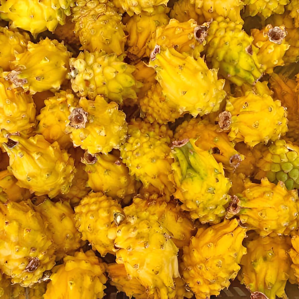 Dragon-Fruit-Yellow-Pithaya-Yellow-img-4