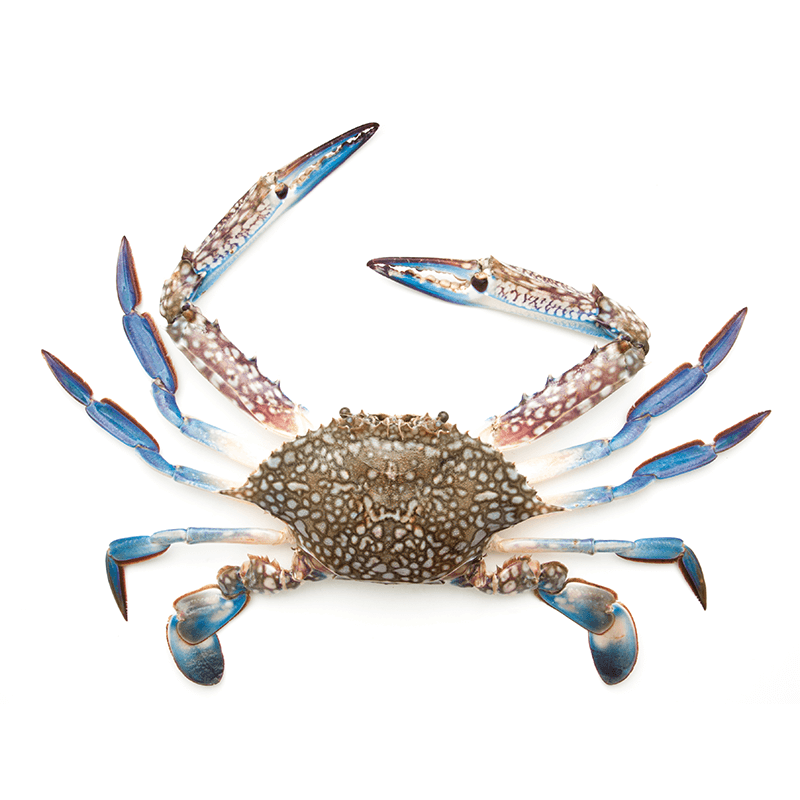 Blue Crab Large