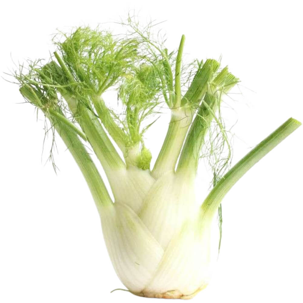 Fennel-img-4