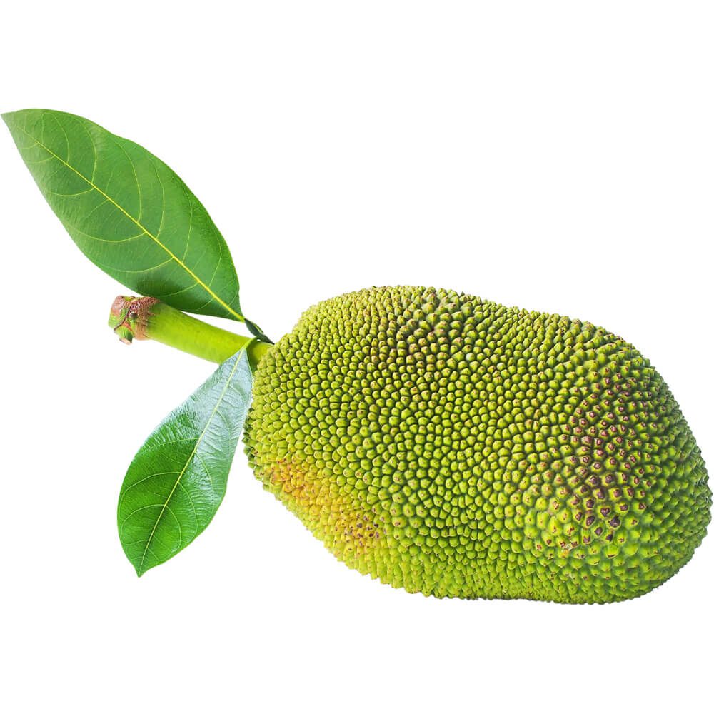 Jackfruit-Green-img-3