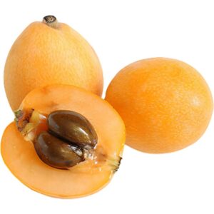 Loquat - Japanese Plum