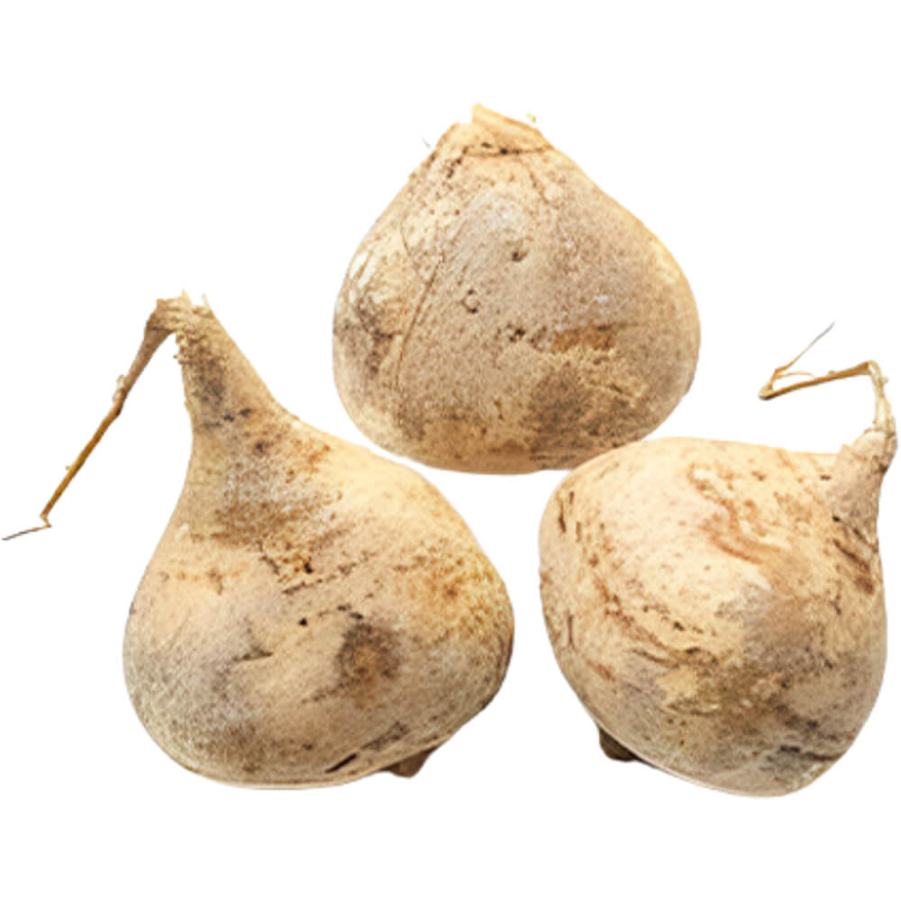 Mexican-Turnip-Jicama-img-2