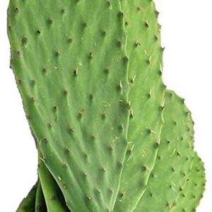 Nopal 500gr Approx 2-4pc
