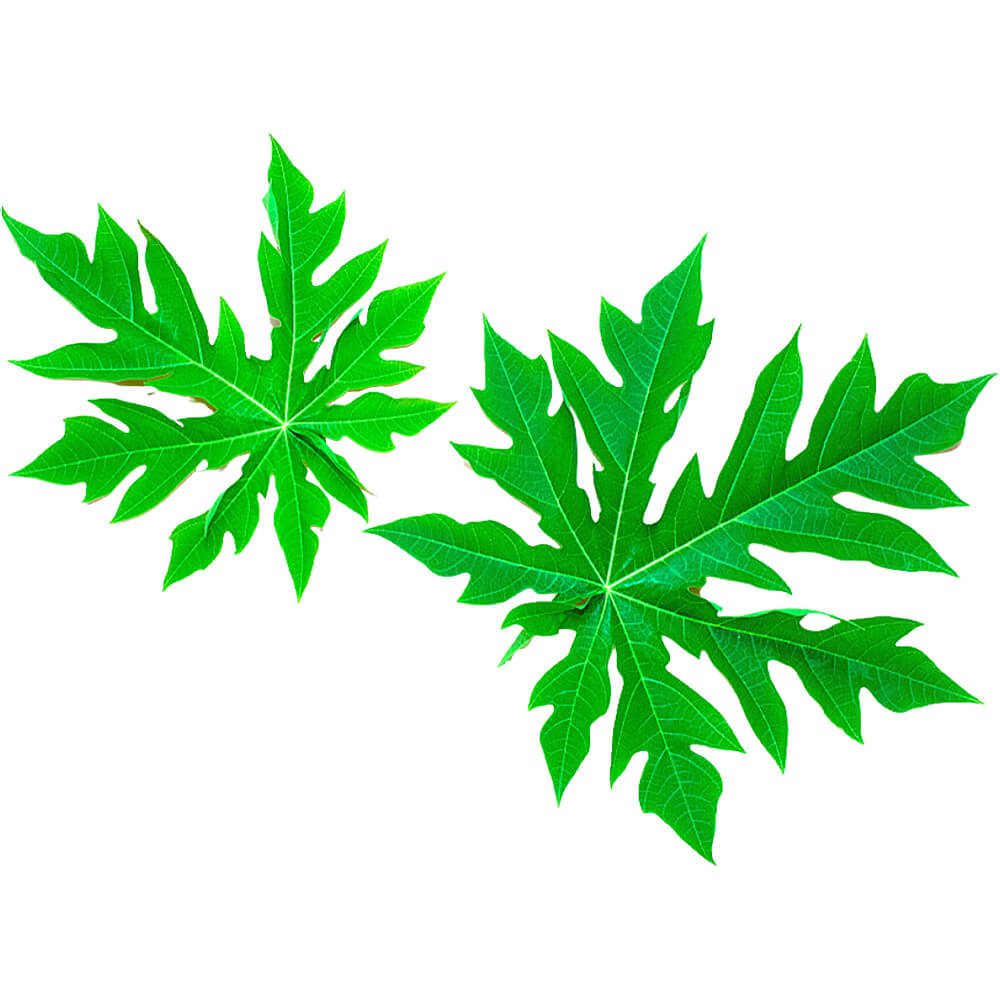 Papaya-Leaf-img-2