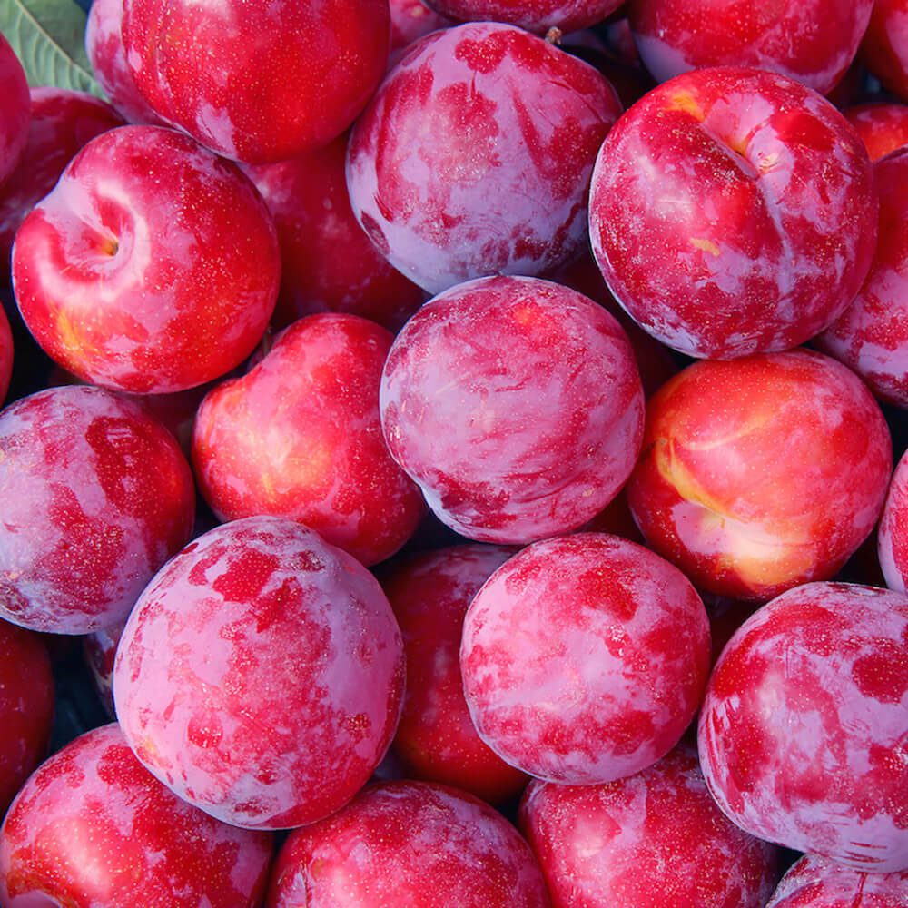Plums-img-4