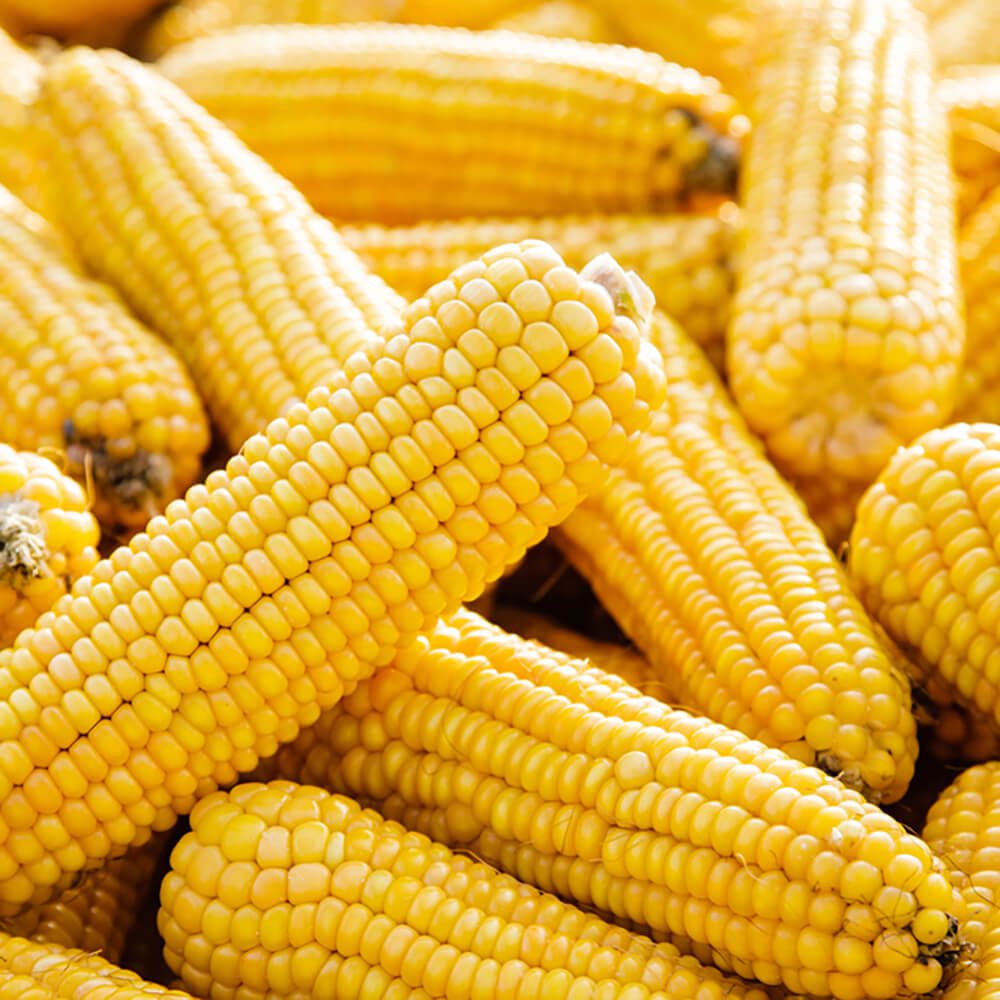 Sweet-Corn-img-4