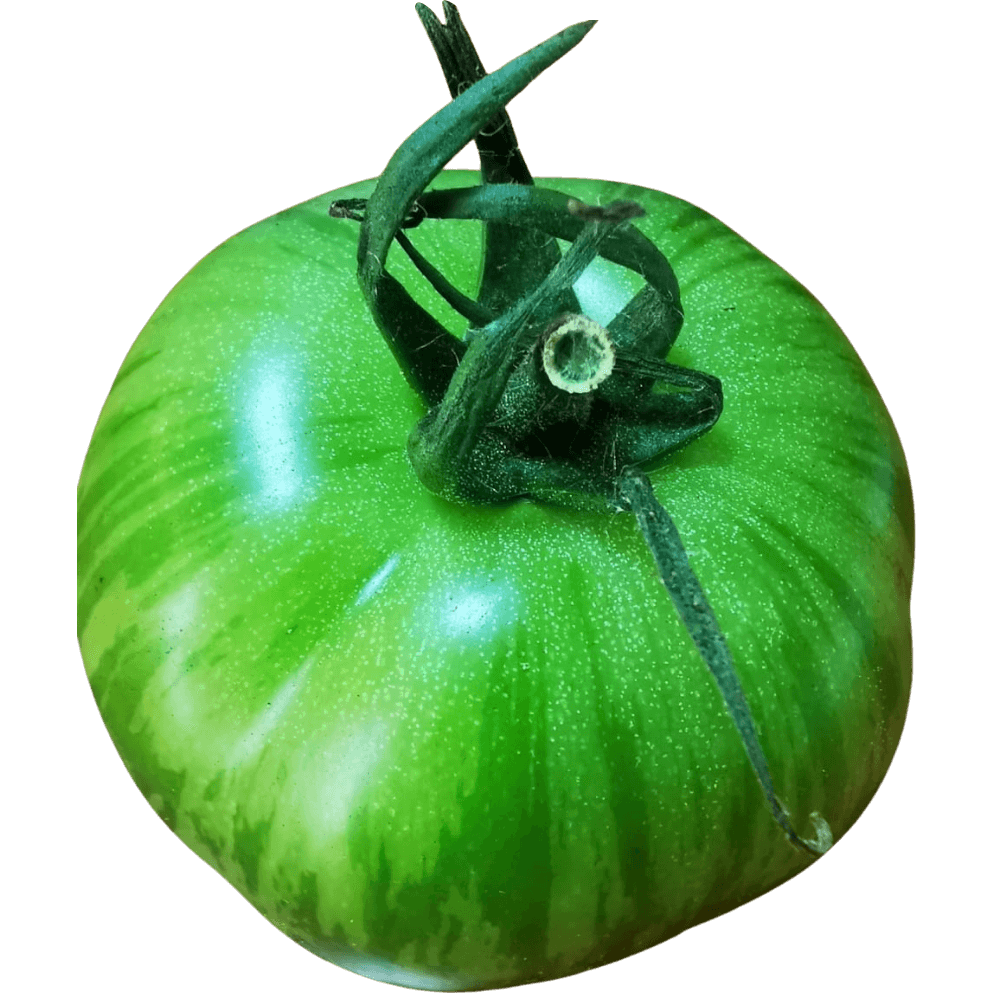 Tiger-Tomatoes-img-2