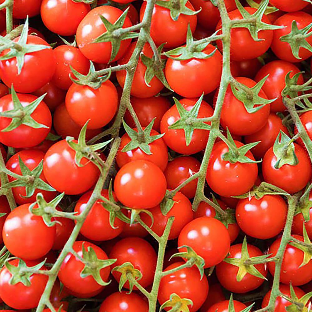 Tomato-Cherry-Vine-Bunch-img-4