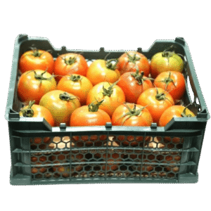Tomato Green House