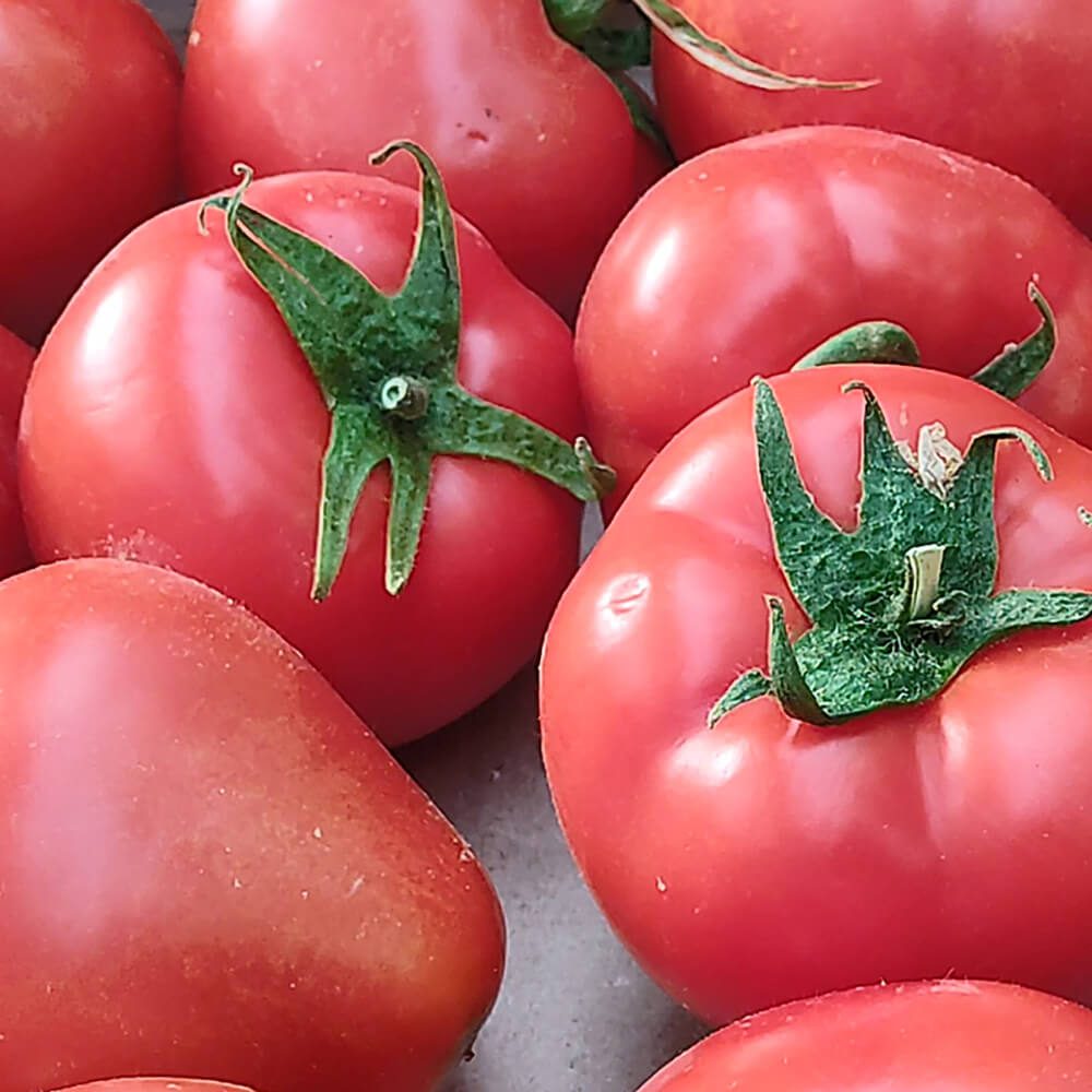Tomato-Uzbek-img-4