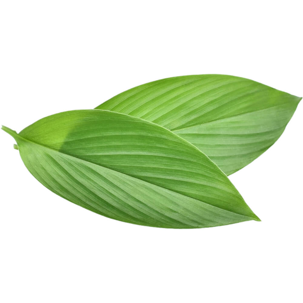 Turmeric-Leaves-img-2