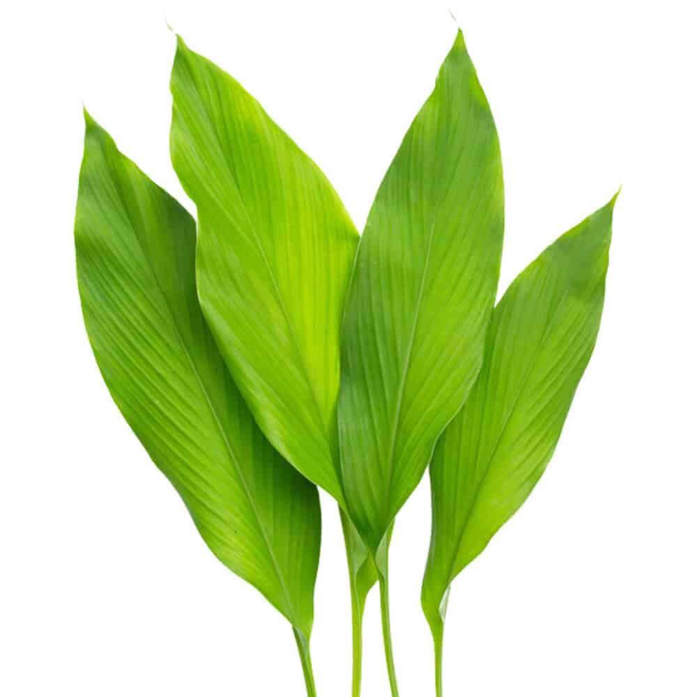 Turmeric-Leaves-img-3