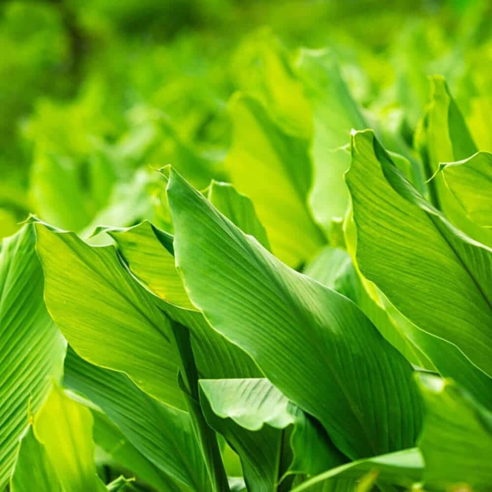 Turmeric-Leaves-img-4