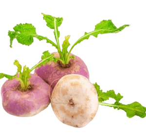 Turnip Baby South Africa