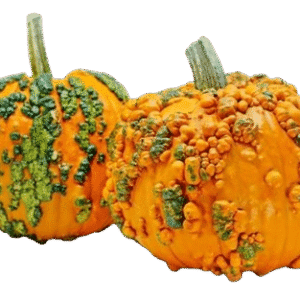 Warty Minion Pumpkin Halloween
