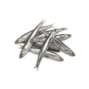 Anchovy