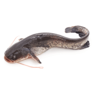 Cat Fish