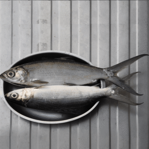 Milk Fish