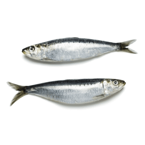 Sardine – Small
