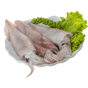 Squid Medium