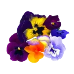 Edible Flowers