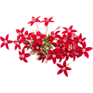 Egyptian Star Edible Flowers