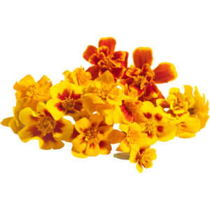 Marigold French Edible Flowers