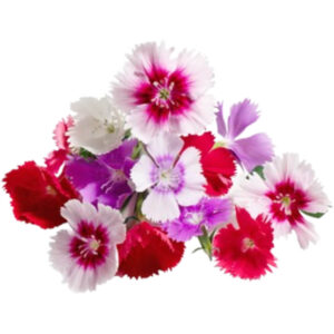 Mix Dianthus