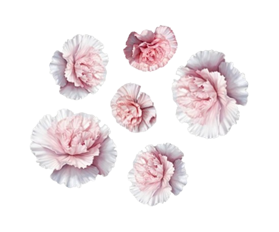 White Dianthus